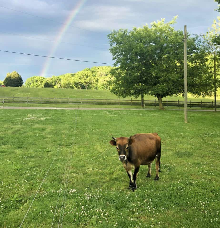 miniature jersey cow in electric fencing under a rainbow