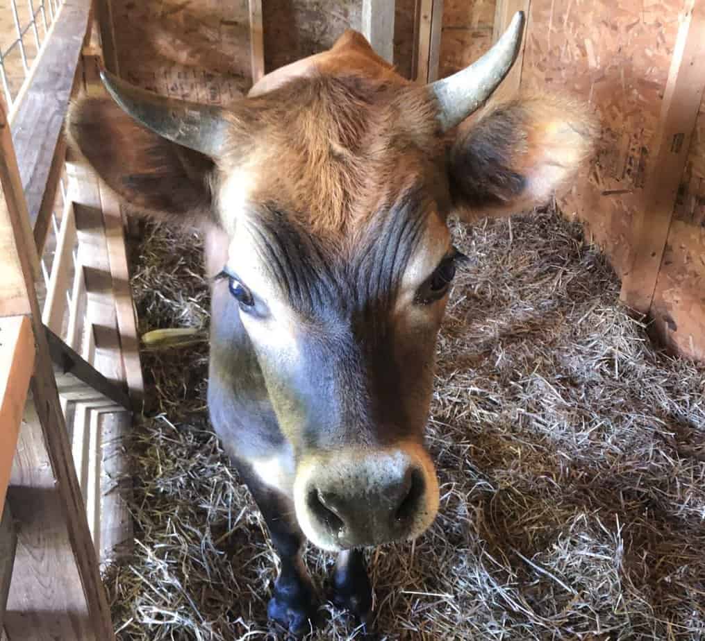 miniature jersey cow in stall