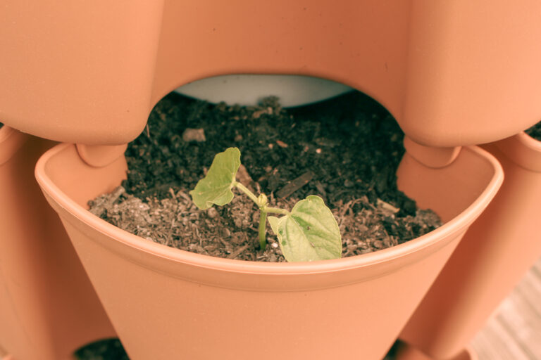 bush bean sprout in vertical garden planter