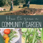 how to grow a community garden pin image