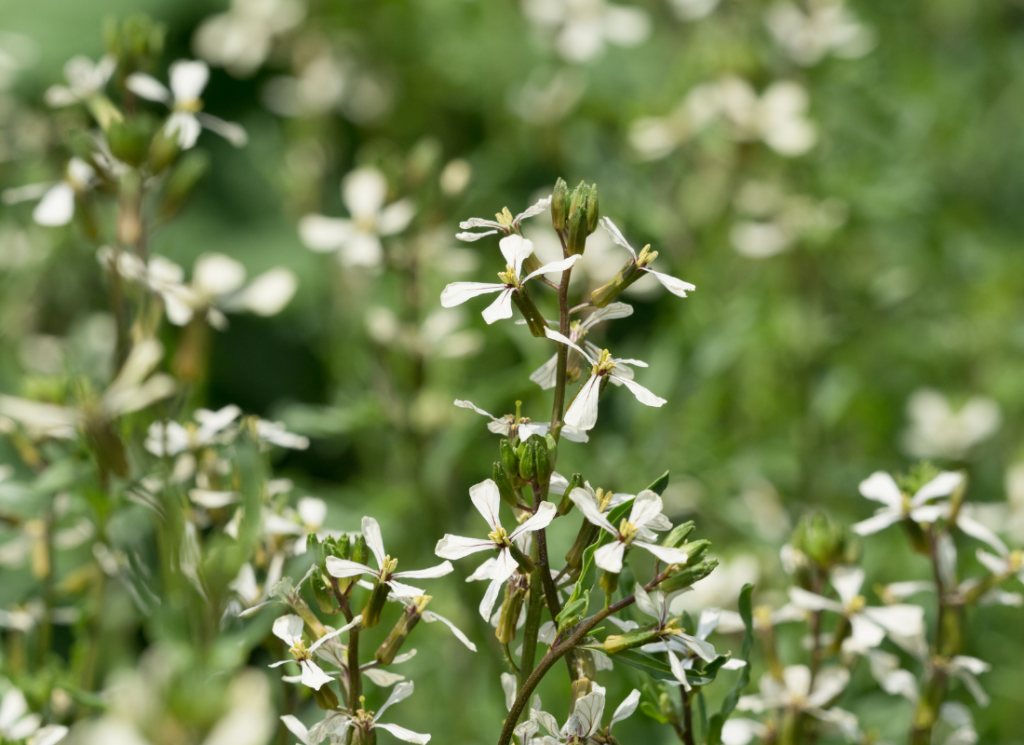 field of arugula flowers with close up