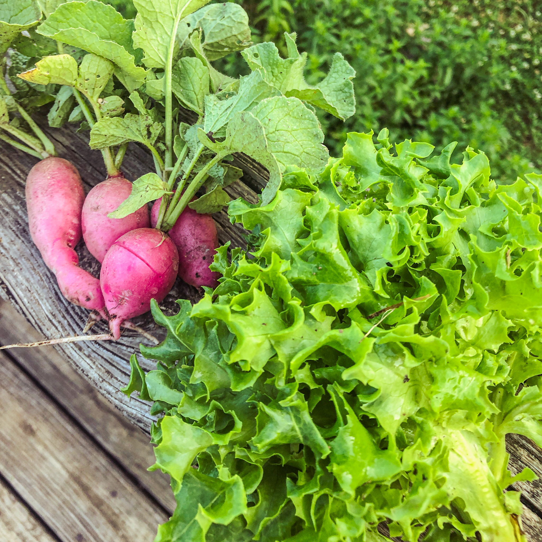 10 Quick Growing Vegetables To Plant in September