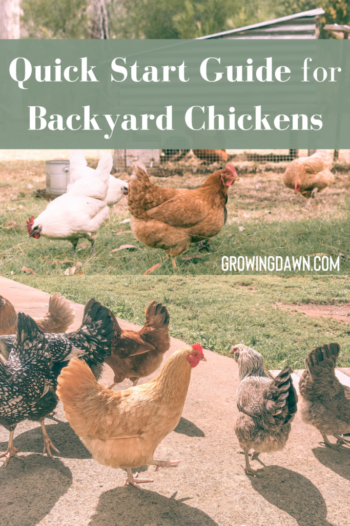 quick start guide for backyard chickens pin image