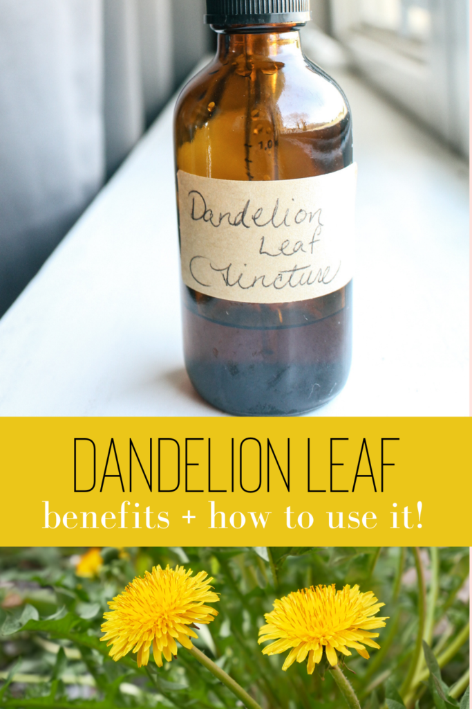 dandelion leaf benefits and how to use it pin image