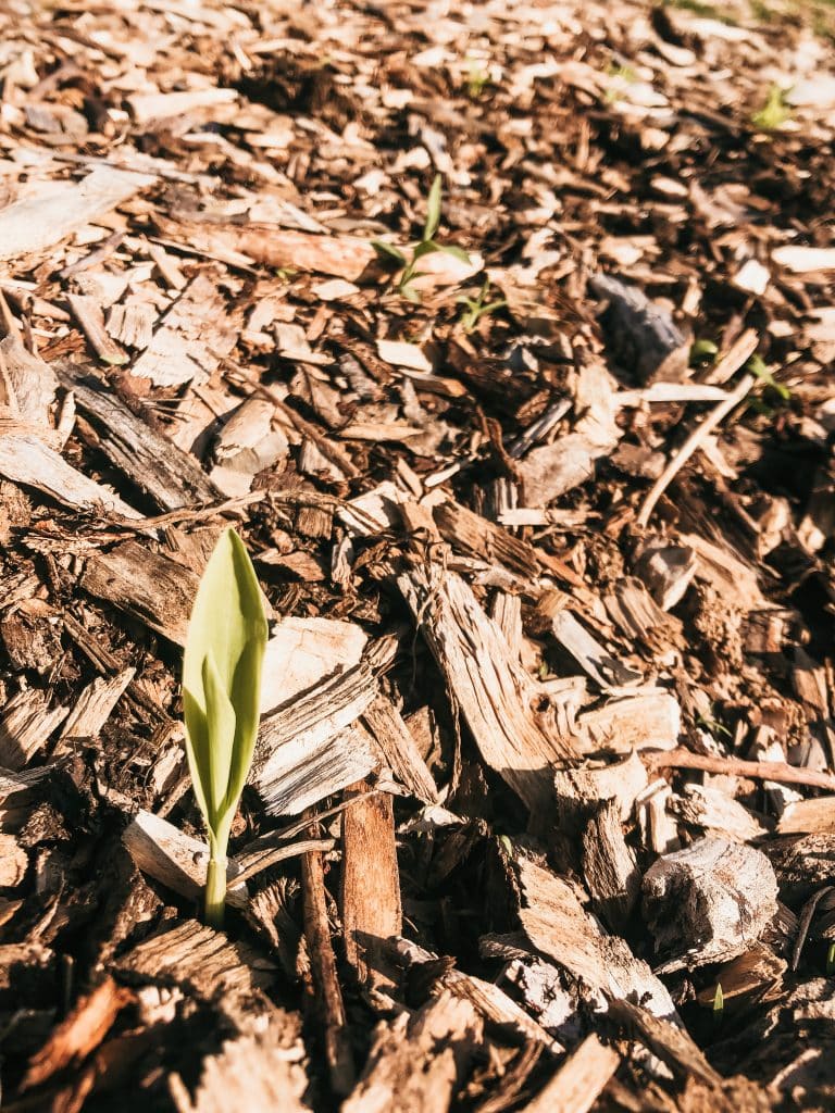corn sprout in mulched garden