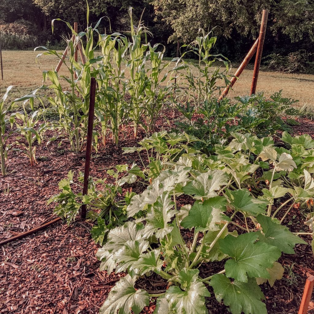 flourishing vegetable plants in back to eden garden