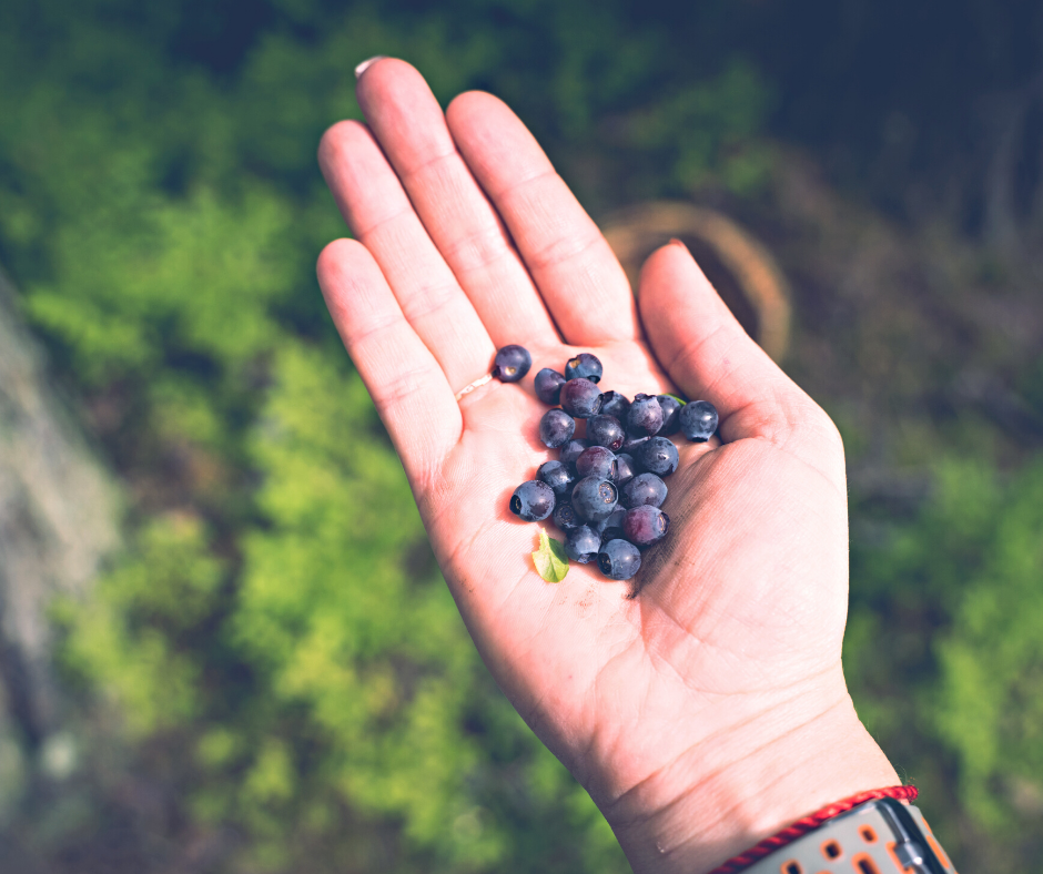 freshly picked ripe blueberries in palm of hand