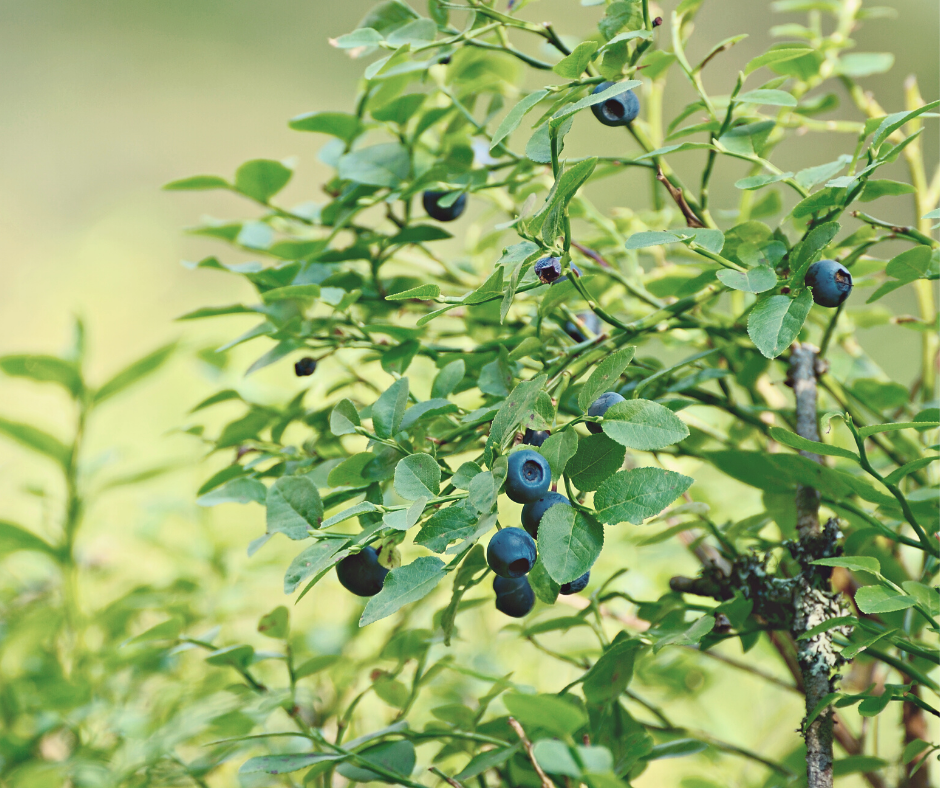 ripe blueberries on blueberry bush