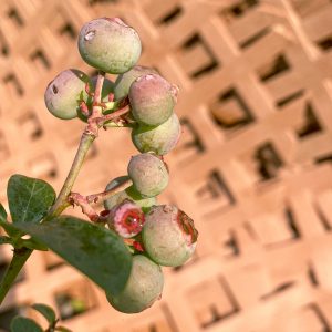 close up of unripe blueberries on plant