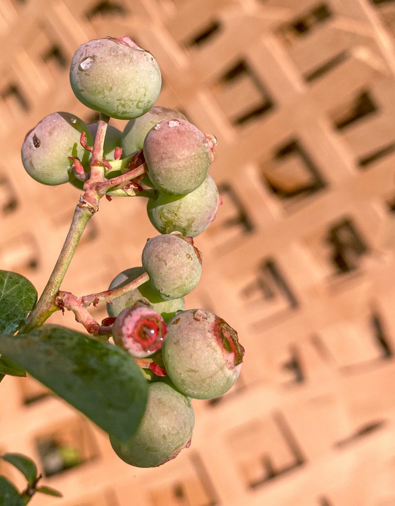 close up of unripe blueberries on plant