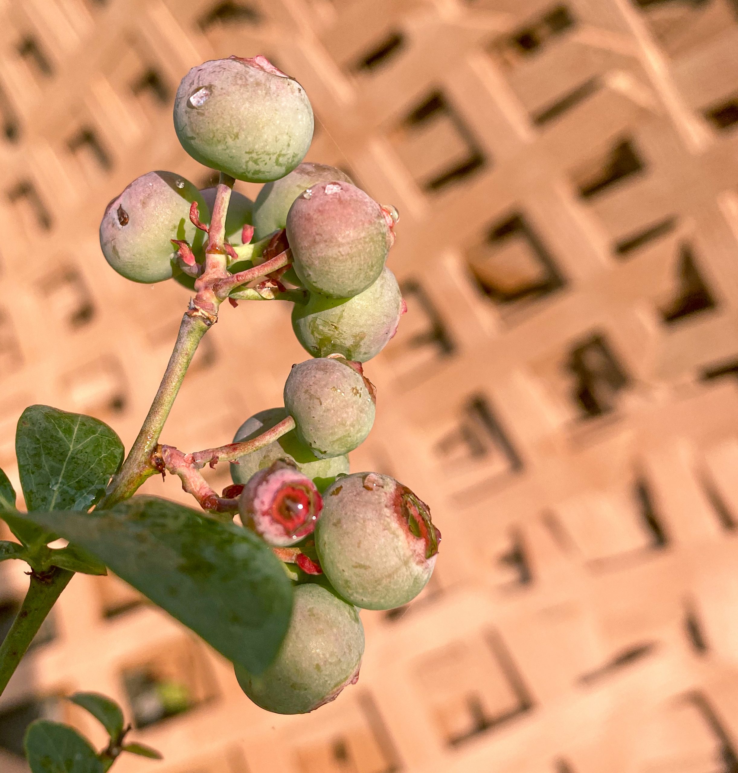 How To Grow Blueberries in Pots