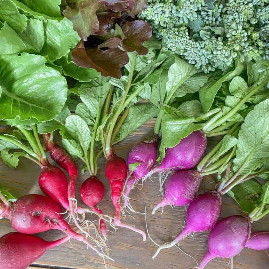 fresh whole purple and red radishes with broccoli and lettuce