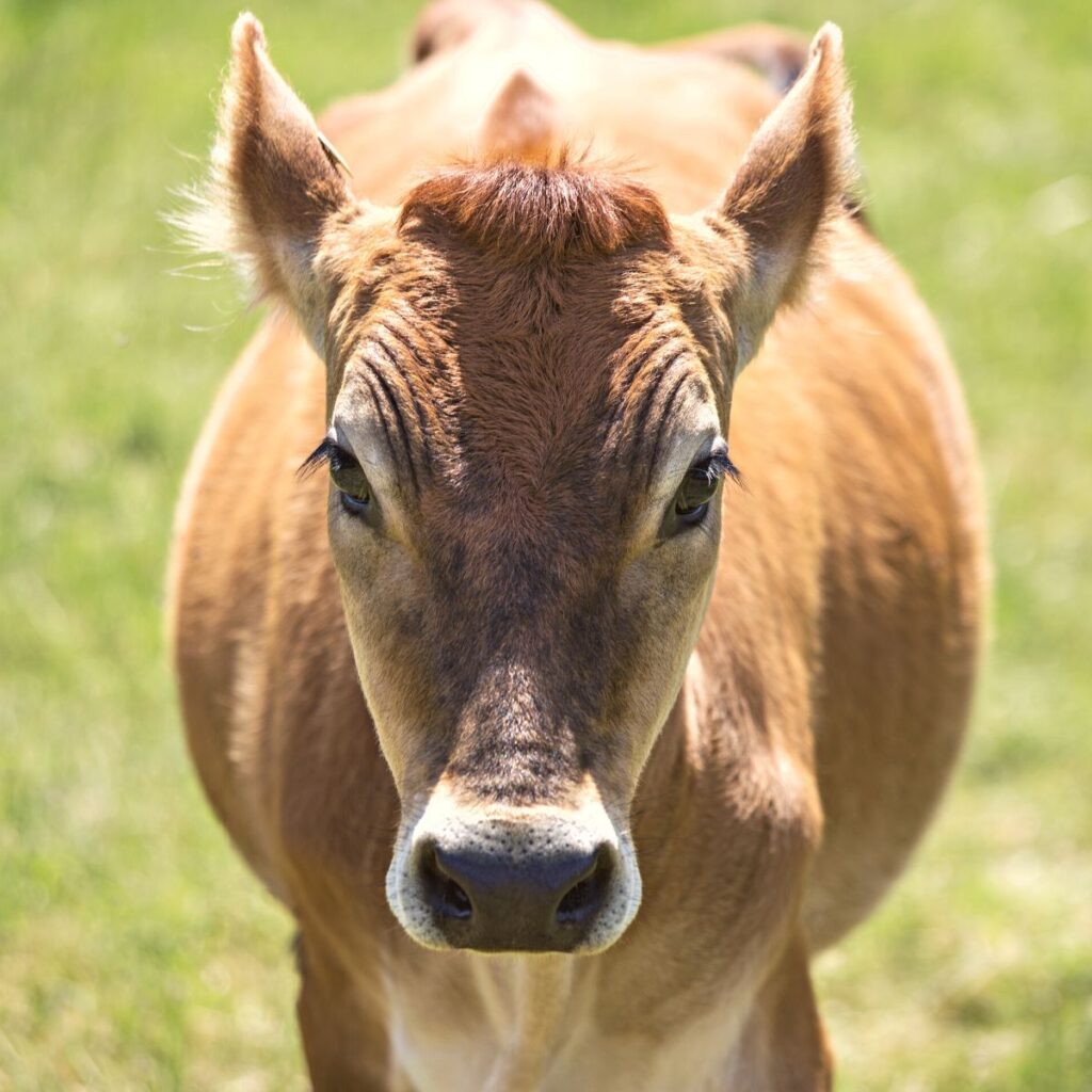 fawn colored jersey cow
