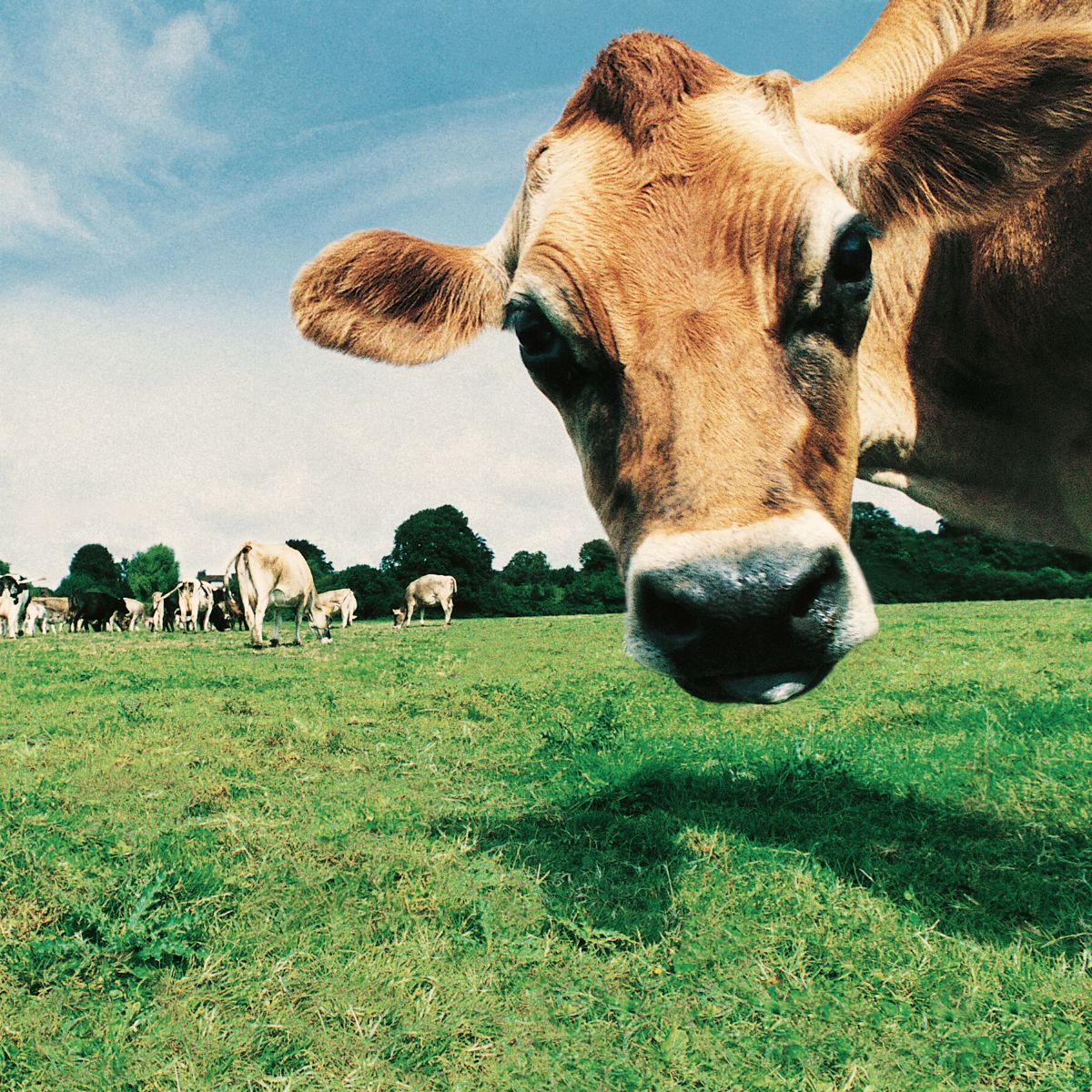 How Many Acres Does A Cow Need? · Growing Dawn