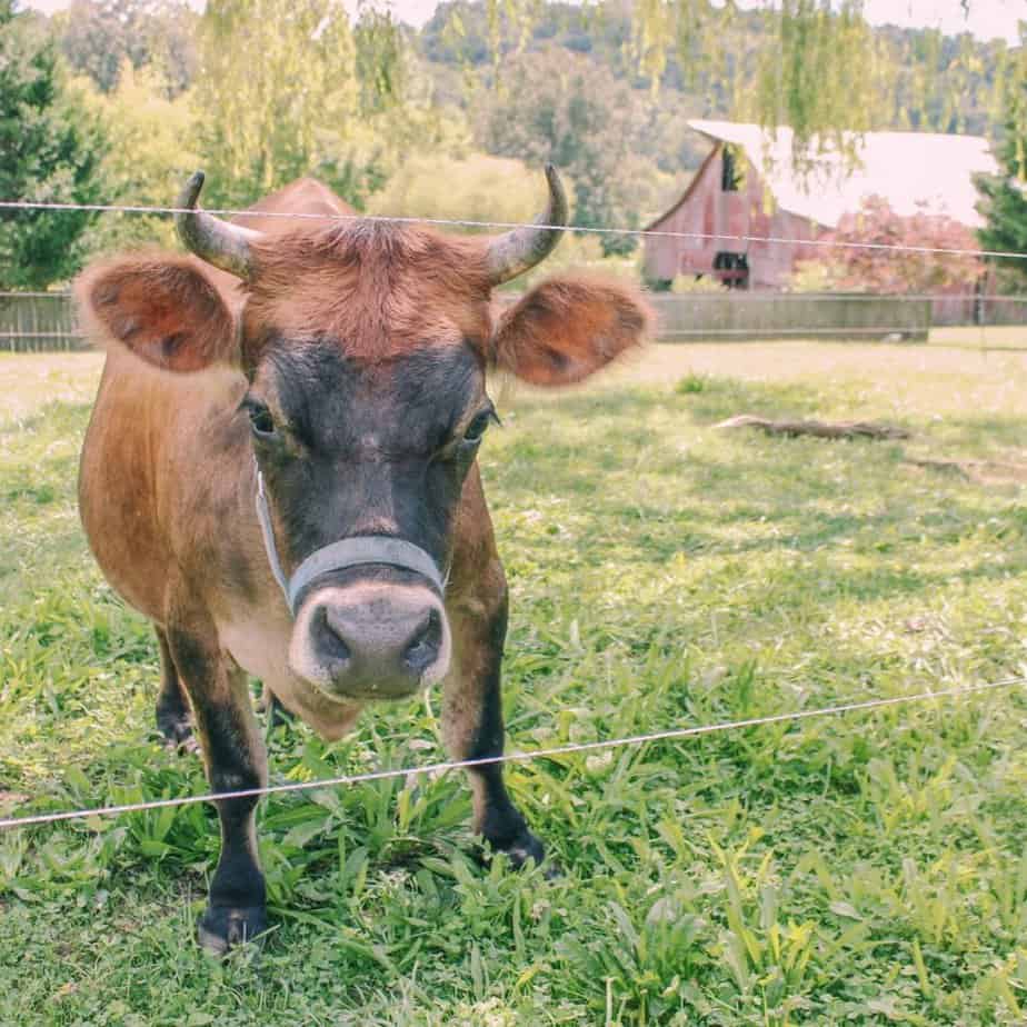 mini jersey cow in pasture with electric fence