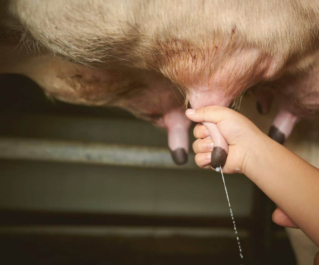 child being taught how to milk a cow by hand with milk flowing out
