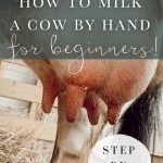 how to milk a cow by hand for beginners step by step