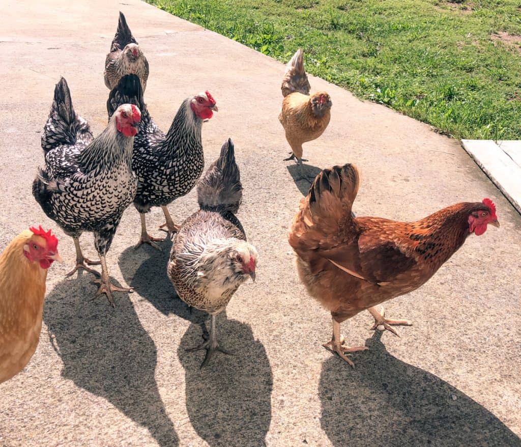 assorted breed laying hens on concrete