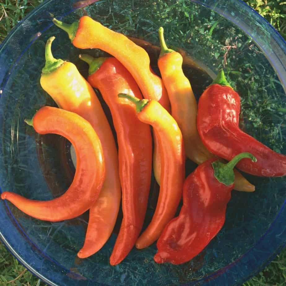 assorted hot peppers in bowl outside