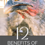 12 benefits of raising chickens pin image