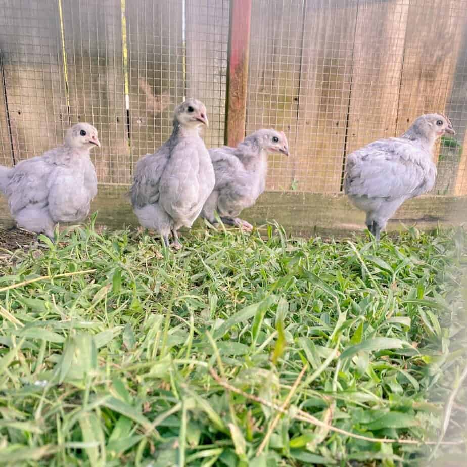 lavender orpington chicks in grass