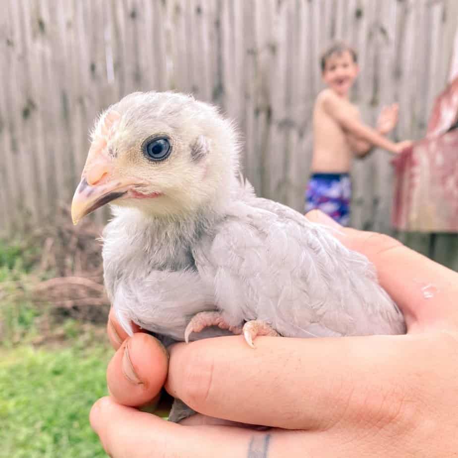 lavender orpington chick in hand with child in background