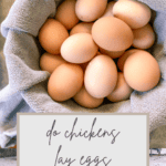 do chickens lay eggs in the winter pin image