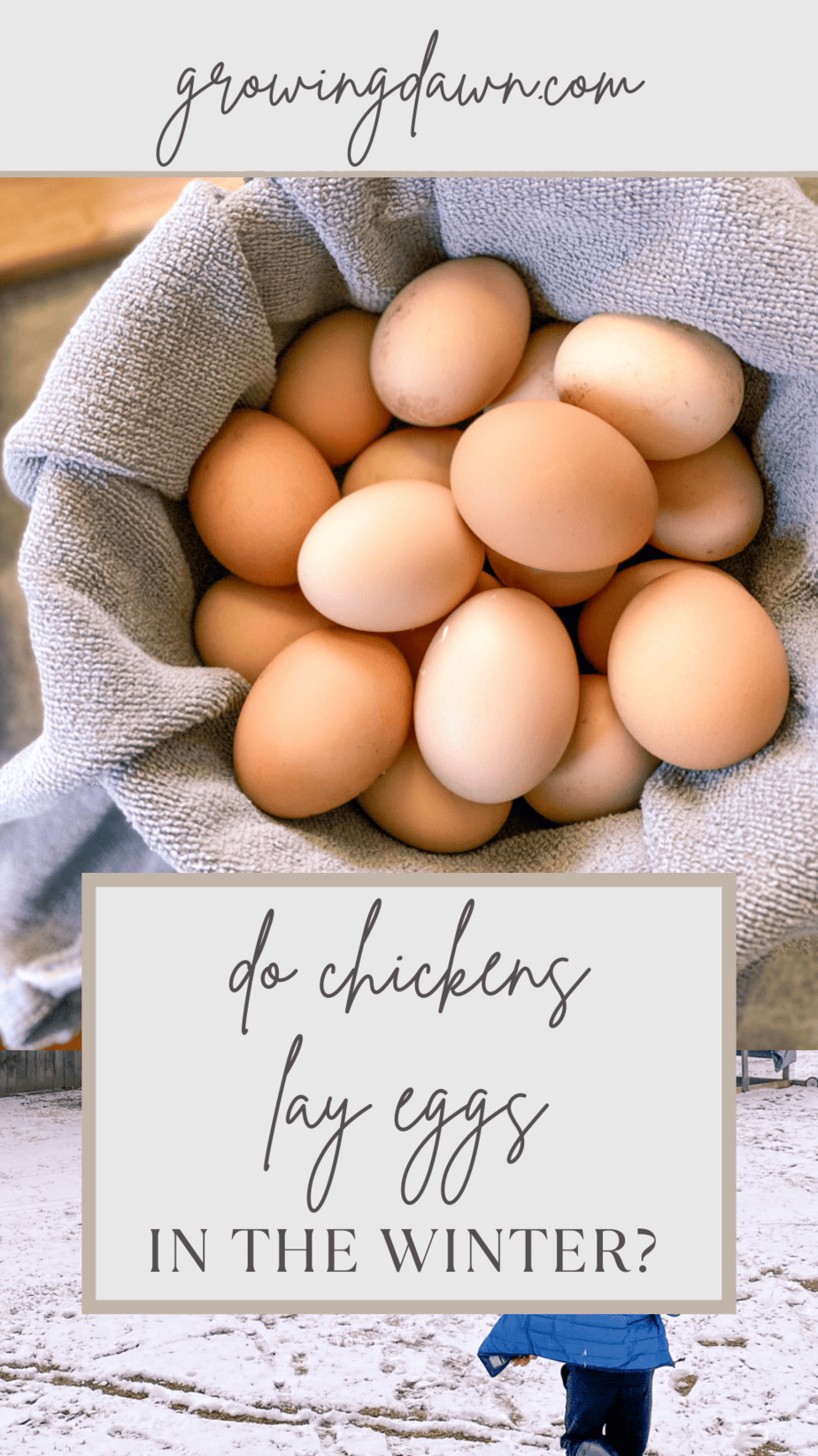 Do Chickens Lay Eggs in the Winter? · Growing Dawn