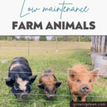 low maintenance farm animals pin image