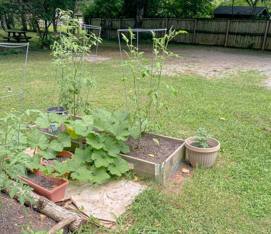 small garden on city homestead