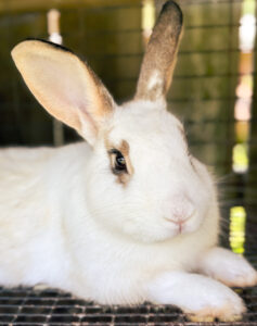 4 Cheapest Animals To Raise For Meat On a Homestead