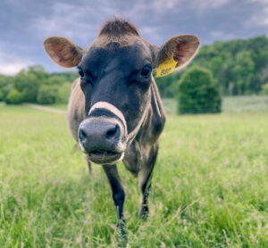 Can You Have Just One Cow? (Myths + Our Experience!)