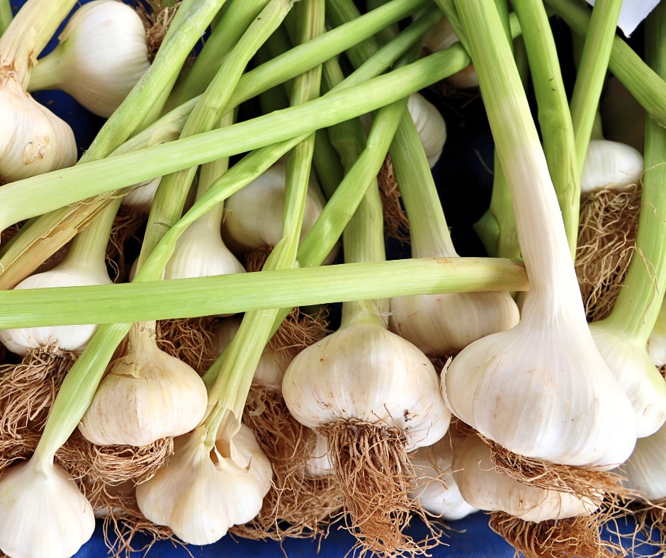 Garlic plants with stems