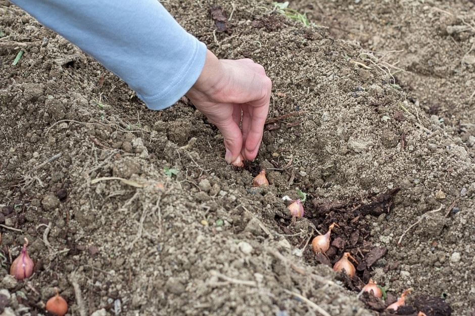 Hand planting garlic in soil the easy way