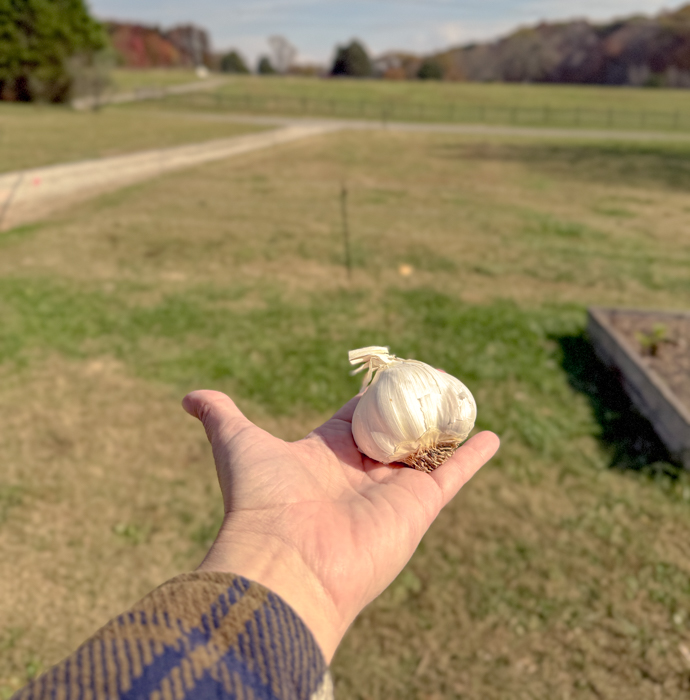 A hand holding a garlic bulb outside.